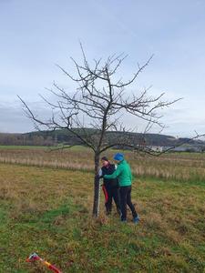 Erziehungsschnitt in KWS