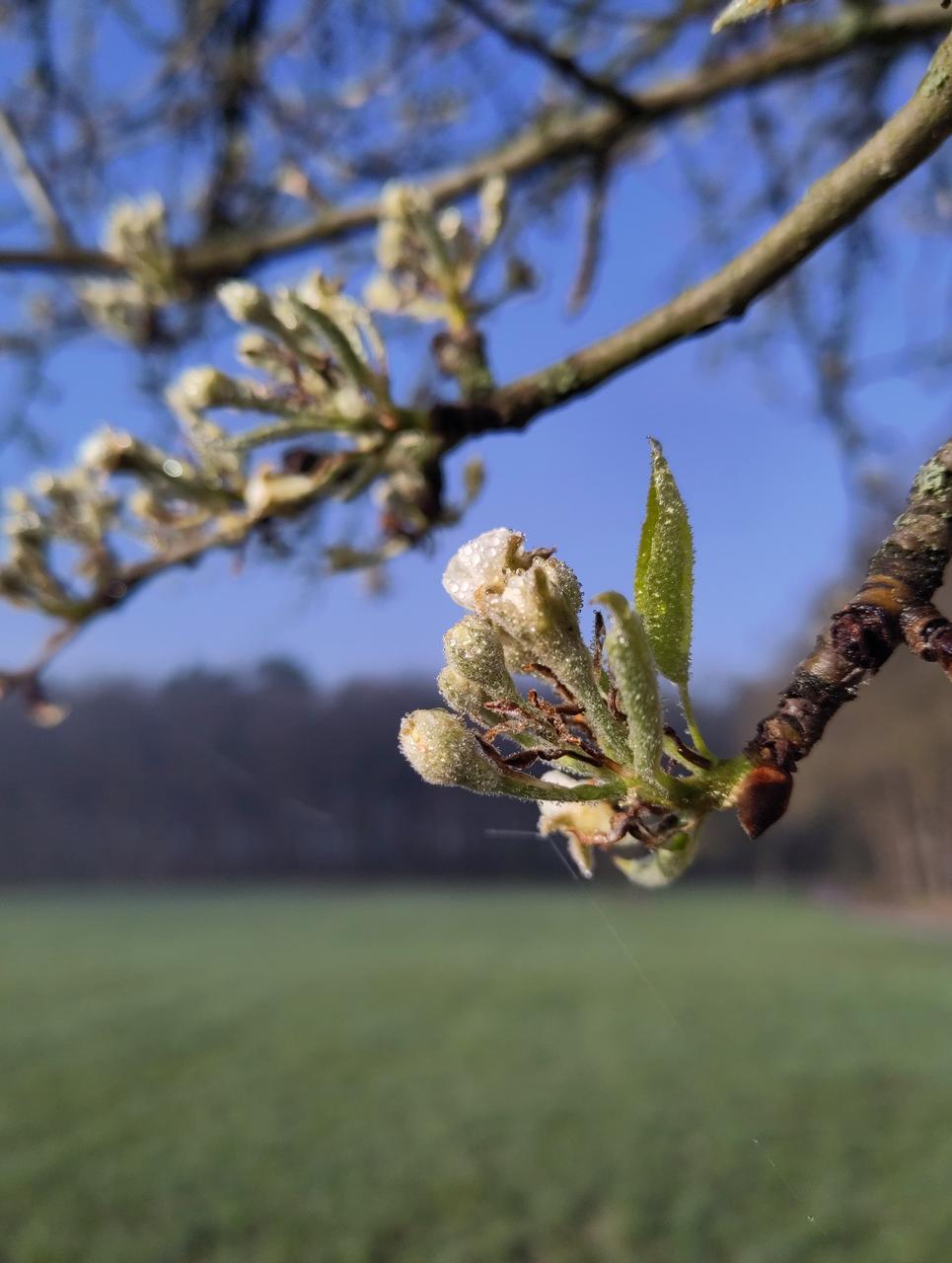 Erste Obstblüte auf der Streuobstwiese